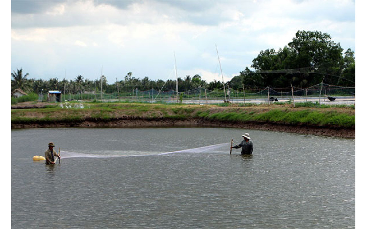 Sóc Trăng: Di&ecirc;̣n tích thả nu&ocirc;i t&ocirc;m nước lợ 6 tháng đ&acirc;̀u năm ước đạt hơn 29,7 nghìn ha